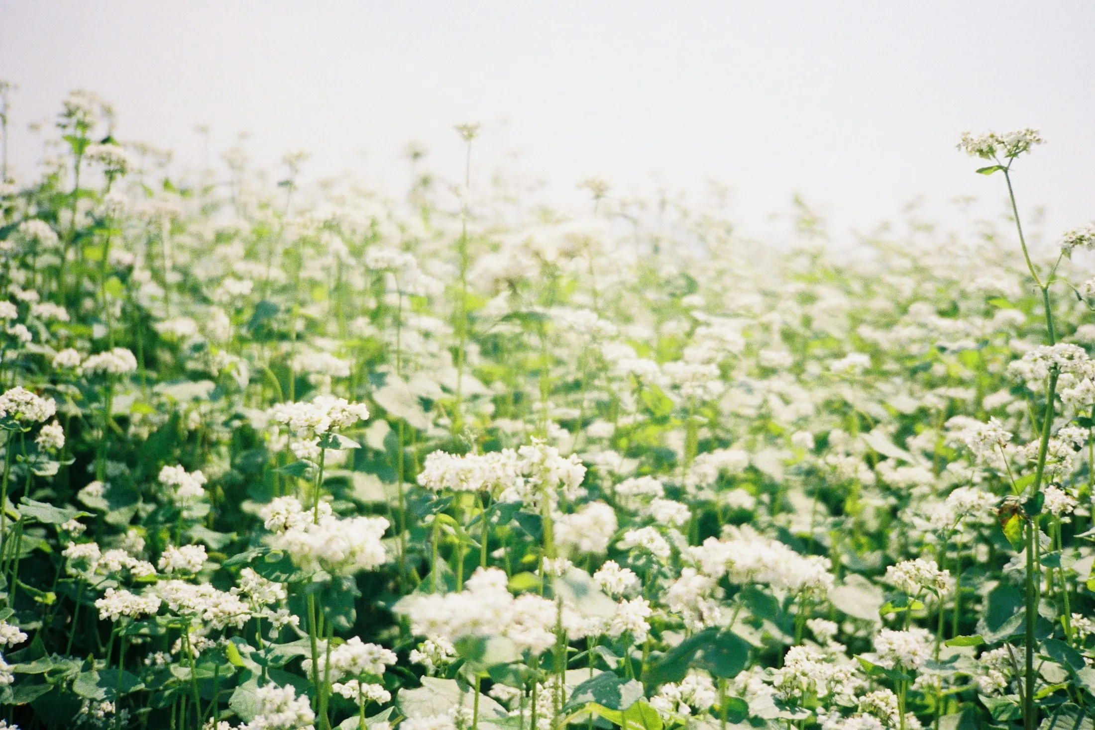 Le sarrasin en fleurs, au mois de juillet